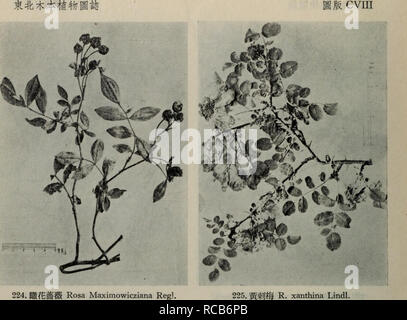 . Dong bei mu ben zhi wu tu zhi. botanique. . Veuillez noter que ces images sont extraites de la page numérisée des images qui peuvent avoir été retouchées numériquement pour plus de lisibilité - coloration et l'aspect de ces illustrations ne peut pas parfaitement ressembler à l'œuvre originale.. liu ke Xue Shen e. chu ban elle Banque D'Images