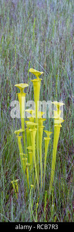 La sarracénie pourpre (sarracenia jaune flava) Lush, après les brûlages touffe de pichets le long du bord de la baie de Caroline. Francis Marion National Forest, SC, printemps. Banque D'Images