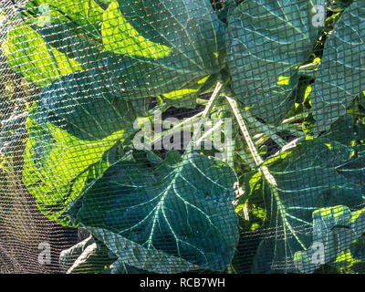 Choux de Bruxelles protégés par mailles noir 'BRAEMAR' Brassica oleracea var. gemmifera légumes Banque D'Images
