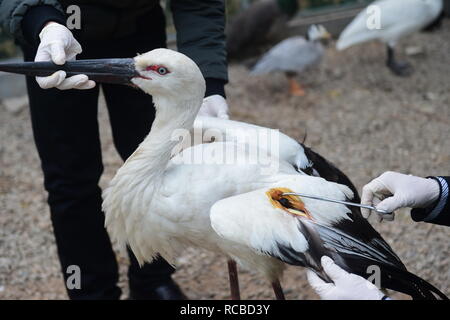 Beijing, Chine, province de Hebei. 14 Jan, 2019. Les membres du personnel de traiter une cigogne orientale, l'un des animaux protégés de première classe, au centre de sauvetage de la faune à Jiaxing, Chine du nord, dans la province du Hebei, 14 janvier 2019. Credit : Fu Xinchun/Xinhua/Alamy Live News Banque D'Images