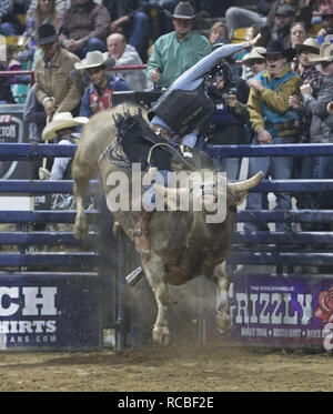 Denver, Colorado, États-Unis. 14 Jan, 2019. Bull Rider ZAC de PETERSON, Velva ND manèges Ghost pendant le 25. Rodéo mexicain au National Western Stock Show du Denver Coliseum lundi soir. Credit : Hector Acevedo/ZUMA/Alamy Fil Live News Banque D'Images