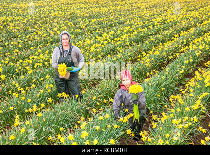 Bandon, Cork, Irlande. 15 janvier, 2019. Ileana Bledea et Maria Groza jonquilles cueillette à la ferme à l'extérieur de la Jonquille West Cork, Bandon Co. Cork. Banque D'Images