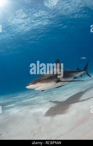 Requin de récif des Caraïbes sur sable Banque D'Images