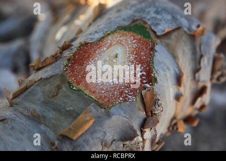 Arbre d'encens (Boswellia sacra carterii), sap émergentes sèche pour produire des perles, l'encens Wadi Dawqah Banque D'Images