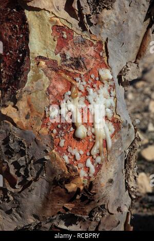 Arbre d'encens (Boswellia sacra carterii), sap émergentes sèche pour produire des perles, l'encens Wadi Dawqah Banque D'Images