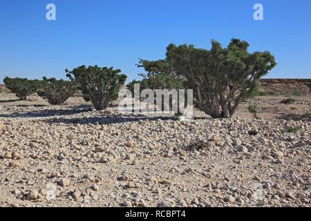 Les arbres d'encens (Boswellia sacra carterii), Wadi Dawqah, plantation d'arbres d'encens, Site du patrimoine mondial de l'UNESCO, la région de Dhofar Banque D'Images