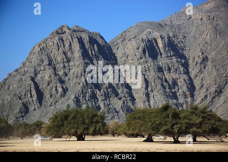 Paysage de Wadi Sal al-A'la, dans l'acacia, l'enclave omanaise de Musandam, Oman, au Moyen-Orient, en Asie Banque D'Images
