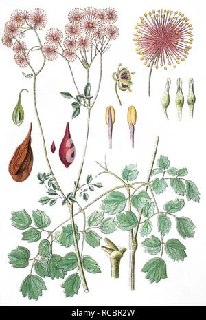 Plus de meadow-rue, columbine meadow-rue (Thalictrum aquilegiifolium), plante médicinale, plante cultivée, lithography Banque D'Images