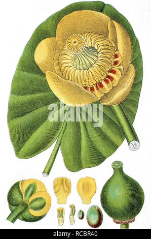 L'eau jaune (Nuphar lutea, lily Nuphar luteum), plante médicinale, plante cultivée, lithography, vers 1870 Banque D'Images