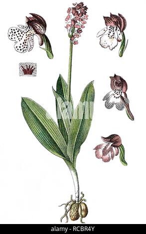 Lady orchid (Orchis purpurea), plante médicinale, plante cultivée, lithography, vers 1870 Banque D'Images