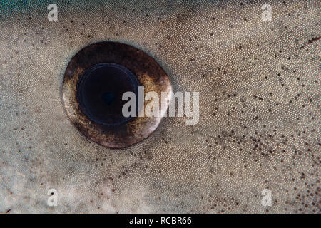 Les requins ont des yeux, beaucoup d'un coup d'œil. Les requins Tigre par exemple avoir les élèves en forme de diamant, comme on peut le voir dans cette image. C'est e Banque D'Images
