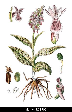 Marais de l'Ouest ou d'orchidées orchidée marais à grandes feuilles (Dactylorhiza majalis), plante médicinale, plante utile, chromolithographie Banque D'Images