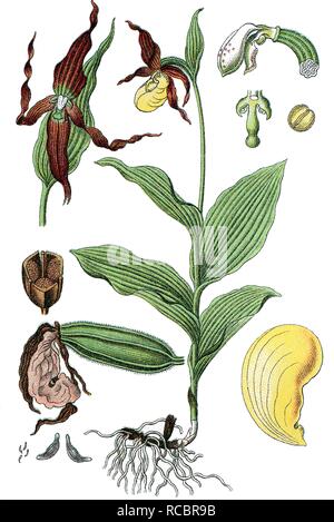 Le cypripède blanc (Cypripedium calceolus), plante médicinale, plante utile, chromolithographie, vers 1790 Banque D'Images