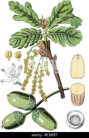 Chêne pédonculé ou chêne pédonculé (Quercus robur, Quercus walkeri), plante médicinale, plante utile, chromolithographie, vers 1790 Banque D'Images