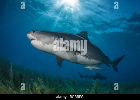 Grand requin tigre enceinte sur un pré sargassum. Banque D'Images