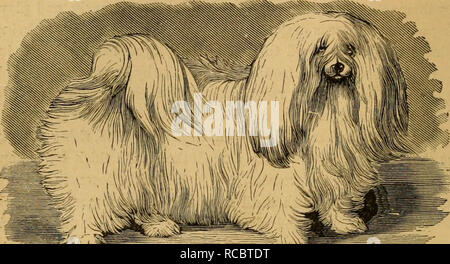 Fig 33 Maltais Chien Fido Chien Maltais Ce Beau Petit