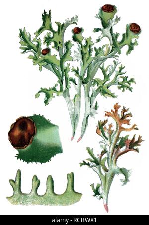 Le lichen d'islande (Cetraria islandica), une plante médicinale, chromolithographie historique, ca. 1870 Banque D'Images