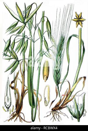 L'avoine (Avena sativa), à gauche, et l'orge (Hordeum vulgare), droit, chromolithographie historique, ca. 1870 Banque D'Images