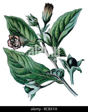 Belladonna, Devil's baies, cerises mort ou Belladone (Atropa belladonna), plante médicinale Banque D'Images