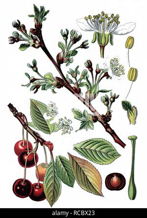 Cerise (Prunus cerasus), plante utile, chromolithographie historique, vers 1870 Banque D'Images