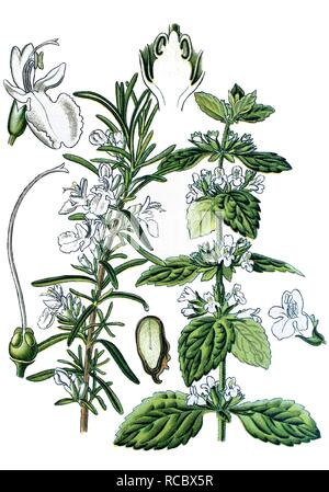 Romarin (Rosmarinus officinalis) sur la gauche, la mélisse (Melissa officinalis) sur la droite, des plantes médicinales Banque D'Images