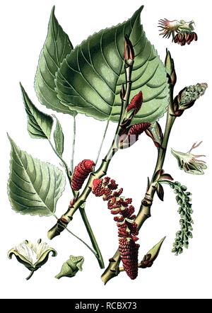 Le peuplier noir (Populus nigra), plante médicinale, chromolithographie, 1870 historique Banque D'Images