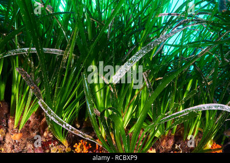 Sous l'affichage détaillé de feuillage de Neptune (herbiers de Posidonie) meadow à Ses Salines (Parc Naturel des Îles Baléares, Formentera, Espagne) Banque D'Images