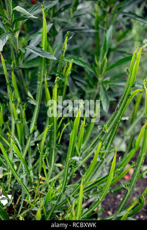 Baccharis genistelloides carqueja, vivace, tige verte,tiges,architecture,plantes,plantes,Fleurs RM Banque D'Images