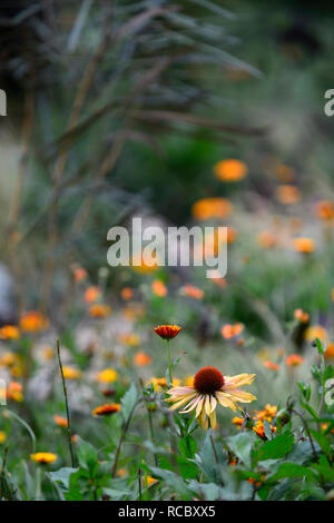 Calendula officinalis prince indien,Big Kahuna Echinacea purpurea Échinacée,fleurs,rouge,orange-mangue miel fleurs de couleur,,lit,vivaces flow Banque D'Images