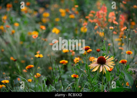 Calendula officinalis prince indien,Big Kahuna Echinacea purpurea Échinacée,fleurs,rouge,orange-mangue miel fleurs de couleur,,lit,vivaces flow Banque D'Images