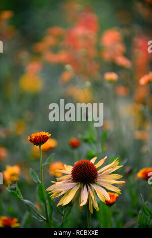 Calendula officinalis prince indien,Big Kahuna Echinacea purpurea Échinacée,fleurs,rouge,orange-mangue miel fleurs de couleur,,lit,vivaces flow Banque D'Images