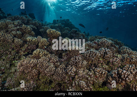 Un matin tôt plongée sur un récif tropical est toujours quelque chose de spécial. La danse du soleil sur la surface avec le corail dans une étrange lumière comme un grand Napoléon Banque D'Images