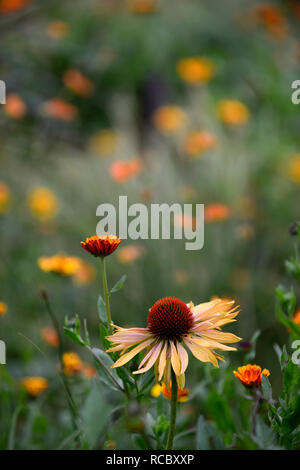 Calendula officinalis prince indien,Big Kahuna Echinacea purpurea Échinacée,fleurs,rouge,orange-mangue miel fleurs de couleur,,lit,vivaces flow Banque D'Images