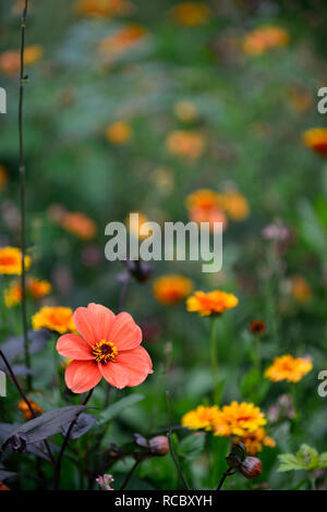 L'évêque d'oxford,Dahlia fleurs orange foncé,feuilles,son feuillage foncé,la pivoine fleur dahlia,lit,Floral RM Banque D'Images