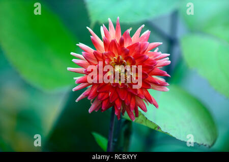 Dahlia Karma Bon Bini,bi,de couleur rouge jaune,fleurs,fleurs,dahlias cactus tubercule vivace à fleurs,RM Banque D'Images