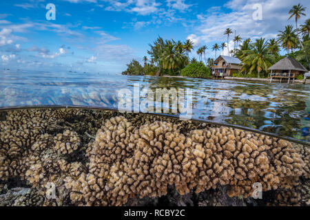 Récif de corail dur avec île tropicale avec palmiers et des huttes en arrière-plan Banque D'Images