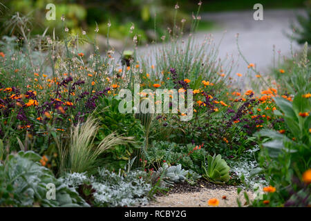 Geum totalement la mandarine,mer,cactus,linaria peachy salvia,l'amour et de désirs,plantation,régime exotiques fleurs orange fleurs vivaces,,,peren Banque D'Images