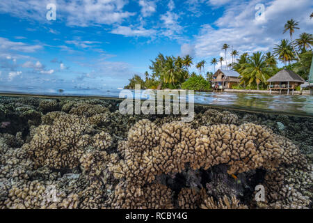 Récif de corail dur avec île tropicale avec palmiers et des huttes en arrière-plan Banque D'Images