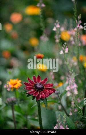 Rudbeckia hirta Cherry Brandy, rouge, fleurs pourpre,Peachy Linaria linaire,fleurs,pêche jaune,tiges à fleurs,spires,snapdragon,la moitié des annuelles hardy un Banque D'Images