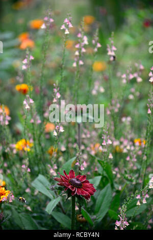 Rudbeckia hirta Cherry Brandy, rouge, fleurs pourpre,Peachy Linaria linaire,fleurs,pêche jaune,tiges à fleurs,spires,snapdragon,la moitié des annuelles hardy un Banque D'Images