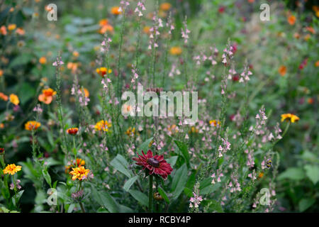 Rudbeckia hirta Cherry Brandy, rouge, fleurs pourpre,Peachy Linaria linaire,fleurs,pêche jaune,tiges à fleurs,spires,snapdragon,la moitié des annuelles hardy un Banque D'Images