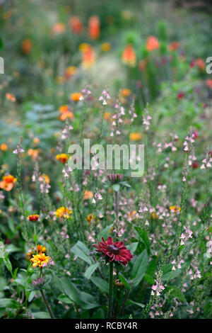 Rudbeckia hirta Cherry Brandy, rouge, fleurs pourpre,Peachy Linaria linaire,fleurs,pêche jaune,tiges à fleurs,spires,snapdragon,la moitié des annuelles hardy un Banque D'Images