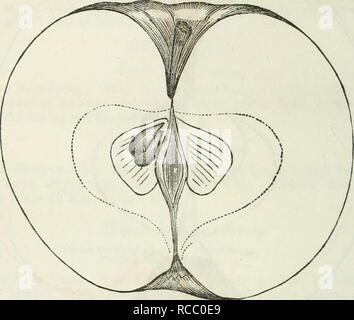 . Elliott's fruit livre ; ou, l'American Fruit Grower's guide en verger et jardin. Être un compend de l'histoire, modes de propagation, de la culture, etc., d'arbres fruitiers et d'arbustes, avec des descriptions de presque toutes les variétés de fruits cultivés dans ce pays ; des notes de leur adaptation à des localités et les sols, et aussi une liste complète des fruits dignes de la culture. La culture des fruits, des fruits. 164 L'APPLE. Willow. Des rameaux de saule ? | Willow leaf t. Sous ces noms nous avons examiné les spécimens, et bien qu'il y a une légère différence, nous sommes enclins à penser qu'il ne variait de soi et leur emplacement Banque D'Images