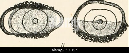 . Les maladies des plantes parasites induits par cryptogamuc ; introduction à l'étude des champignons pathogènes, slime-champignons, bactéries et algues. English ed. par William G. Smith. Les maladies des plantes ; plantes parasites. . Veuillez noter que ces images sont extraites de la page numérisée des images qui peuvent avoir été retouchées numériquement pour plus de lisibilité - coloration et l'aspect de ces illustrations ne peut pas parfaitement ressembler à l'œuvre originale.. Tubeuf, Karl, Freiherr von, 1862-. Londres Longman's, vert Banque D'Images