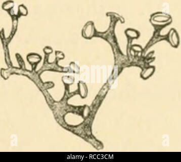 . Les maladies des plantes induite par les parasites cryptogamiques ; introduction à l'étude des champignons pathogènes, slime-Champignons, bactéries, &AMP ; les algues. Les maladies des plantes ; plantes parasites, champignons. CAEOMA. 419 leaHess Jojisis pousses sur Thi'(Ivh(J)r(lir au Japon, où ils m'ont été envoyées (Figs. 25-4 et 255). Un exemple (pas tigurtMl) était aussi grand qu'une jeune tête de l'enfant. Les pousses de l'balais de sorcière sont meublées avec des faisceaux vasculaires et possèdent un riche en amidon parenchyme-contenu. Chaque branche de l'analyse de déformation termi- nates dans une forme de soucoupe hémisphérique vacoma-cw'&amp;h.ion, à tirst couverts ove Banque D'Images