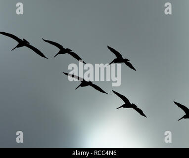 Silhouette d'un troupeau de le pélican brun survolant le gris ciel d'orage en Californie Banque D'Images