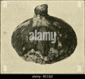 . Les maladies des plantes d'importance économique. Les maladies des plantes. 190 LES MALADIES DES PLANTES D'IMPORTANCE ÉCONOMIQUE pied pourriture, mal-di-gomma (Fusarium Limonis Briosi).- Les premiers symptômes de la maladie sont abondants exuda- tions de gomme sur le tronc de l'arbre ; en même temps, l'écorce devient brunâtre de patchs, qui sont enlevés et d'autres patches. L'arbre apparaît comme s'il n'obtient pas suffisamment de nourriture, les feuilles deviennent jaune, peu abondantes, et plus petit que d'habitude. Si les arbres ont des fruits, la quantité de dégâts, en Floride, est estimé à 100 000 $ par année. Aucun traitement n'a été satisfaisant Banque D'Images