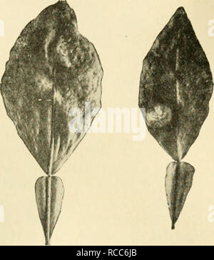 . Les maladies des plantes d'importance économique. Les maladies des plantes. Les fruits tropicaux 143 sont d'abord jaunâtres, l)ut comme la maladie avance ils deviennent presque noirs, antl enfin ouvrir. Le carbonate de cuivre ammoniacal ou la bouillie bordelaise permet d'éviter la tavelure. L'anthracnose, {CoUetotrichum s'étiolent-tip glaeosporioides Penz.). - Dans cette maladie les taches foliaires sont circulaires en ligne-, de couleur jaune, et porter le petit rectangle en filaments et spores de champignon causal. Les rameaux terminaux perdent leurs feuilles et mourir. La maladie a également lieu lors de la fruit de divers arbres d'agrumes. Rolf a fait état de son attaque sur le citron, où je Banque D'Images