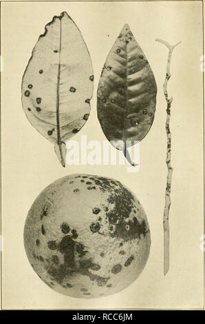 . Les maladies des plantes d'importance économique. Les maladies des plantes. Fig. 71. - Le chancre des agrumes. Après Webber.. Veuillez noter que ces images sont extraites de la page numérisée des images qui peuvent avoir été retouchées numériquement pour plus de lisibilité - coloration et l'aspect de ces illustrations ne peut pas parfaitement ressembler à l'œuvre originale.. Stevens, Frank Lincoln, 1871-1934 ; Hall, John Galentine, 1870-. New York, Macmillan Banque D'Images