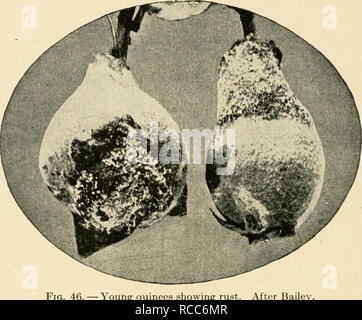 . Les maladies des plantes d'importance économique. Les maladies des plantes. 110 LES MALADIES DES PLANTES ÉCONOMIQUES Texas pourriture des racines. Voir le coton. La moisissure noire (Alternaria sp.). -En plus des ravages de cette maladie que de la pomme, les feuilles et les tiges sont également attaqué et le fruit la blessure n'est pas limité à. Fig. 46. - Vous près Bailey. la fin de l'oranger l'Kieffer. Pour le traitement, la maladie a été noté principalement à voir apple. La rouille du cognassier (Gymnosporangium clavipes C. &AMP ; P.). - La rouille du cognassier, stade de printemps, d'accord avec la rouille en caractères généraux. Le champignon se développe sur la causalité des fruits dans l'été et de prod Banque D'Images